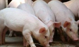 猪灌泥浆爆料方法视频,视频深度解析